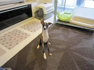 IMG_0927.JPG